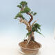 Venkovní bonsai - Juniperus chinensis -Jalovec čínský - 2/6