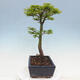 Venkovní bonsai -Javor dlanitolistý Acer palmatum Shishigashira - 2/4