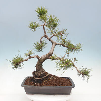 Venkovní bonsai - Pinus mugo   - Borovice kleč - 2