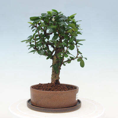 Pokojová bonsai s podmiskou - Carmona macrophylla - Čaj fuki - 2