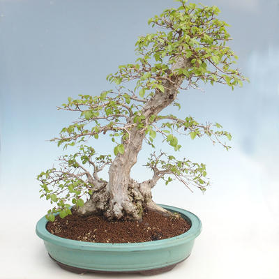 Venkovní bonsai -Carpinus CARPINOIDES - Habr korejský VB2020-566 - 2