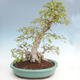 Venkovní bonsai -Carpinus CARPINOIDES - Habr korejský VB2020-566 - 2/5