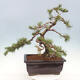 Vonkajší bonsai - Pinus mugo - Borovica kľač - 2/5