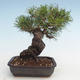 Pinus thunbergii - Borovice thunbergova VB2020-572 - 2/5