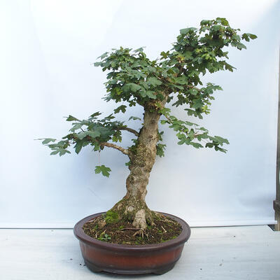 Venkovní bonsai - Acer campestre - Javor babyka - 2