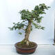 Venkovní bonsai - Acer campestre - Javor babyka - 2/5