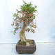 Venkovní bonsai- Brslen evropský - euonimus - 2/5