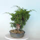 Vonkajší bonsai - Juniperus chinensis Itoigawa -Jalovec čínsky - 2/4