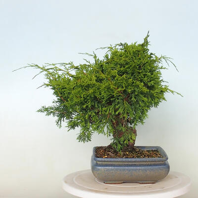 Venkovní bonsai - Juniperus chinensis Itoigawa -Jalovec čínský - 2