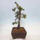Venkovní bonsai - Pinus mugo   - Borovice kleč - 2/4