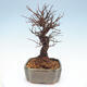 Venkovní bonsai - Zelkova - Zelkova NIRE - 2/5