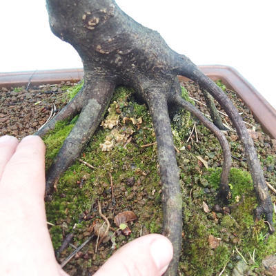 Venkovní bonsai -Habr obecný - Carpinus carpinoides - 2