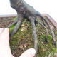 Venkovní bonsai -Habr obecný - Carpinus carpinoides - 2/2