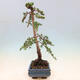 Venkovní bonsai - Cedrus Libani Brevifolia - Cedr zelený - 2/5