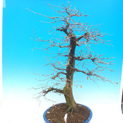 Venkovní bonsai -Habr obecný - Carpinus carpinoides - 2