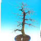 Venkovní bonsai -Habr obecný - Carpinus carpinoides - 2/4