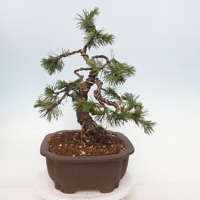 Venkovní bonsai - Pinus mugo   - Borovice kleč - 2