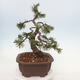 Venkovní bonsai - Pinus mugo   - Borovice kleč - 2/5
