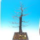 Venkovní bonsai -Habr obecný - Carpinus carpinoides - 2/3