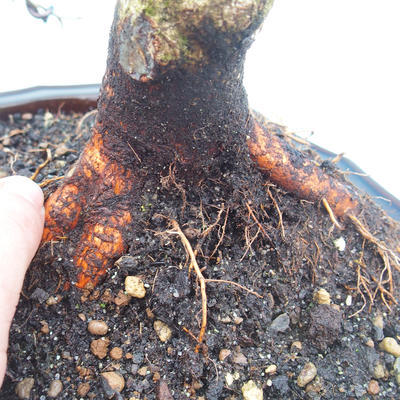Venkovní bonsai - Tilia  - Lípa trpasličí - 2