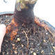 Venkovní bonsai - Tilia  - Lípa trpasličí - 2/2