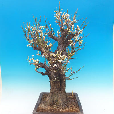 Venkovní bonsai -Japonská meruňka - Prunus Mume - 2