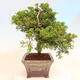 Venkovní bonsai - Juniperus chinensis Itoigawa -Jalovec čínský - 2/5