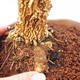 Pokojová bonsai - korkový buxus PB213603 - 2/5