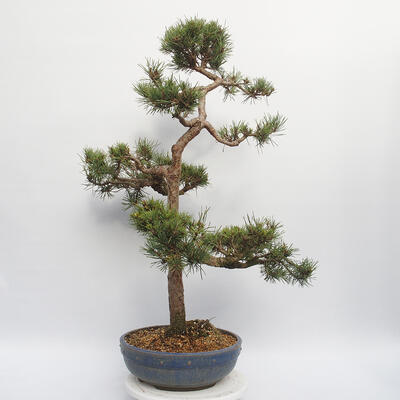 Venkovní bonsai - Pinus sylvestris Watereri - Borovice lesní - 2