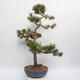 Venkovní bonsai - Pinus sylvestris Watereri - Borovice lesní - 2/4