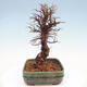Venkovní bonsai - Zelkova - Zelkova NIRE - 2/5