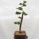 Venkovní bonsai -Larix decidua - Modřín opadavý - 2/6