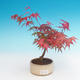 Venkovní bonsai - Javor palmatum DESHOJO - Javor dlanitolistý - 2/3