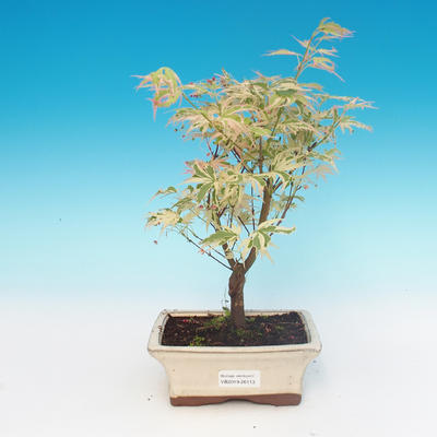 Venkovní bonsai -Javor dlanitolistý Acer palmatum Butterfly - 2