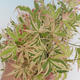 Venkovní bonsai -Javor dlanitolistý Acer palmatum Butterfly - 2/2