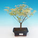 Venkovní bonsai -Javor dlanitolistý Acer palmatum Butterfly - 2/2