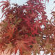 Venkovní bonsai - Javor palmatum DESHOJO - Javor dlanitolistý - 2/3