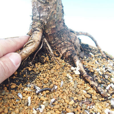 Venkovní bonsai - Larix decidua - Modřín opadavý - 2