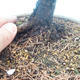 Venkovní bonsai - Larix decidua - Modřín opadavý - 2/2