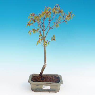 Acer palmatum Aureum - Javor dlanitolistý zlatý - 2
