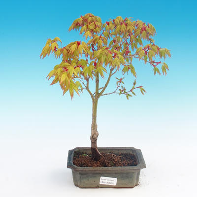 Acer palmatum Aureum - Javor dlanitolistý zlatý - 2