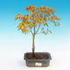Acer palmatum Aureum - Javor dlanitolistý zlatý - 2/3