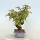 Vonkajšie bonsai - Pseudocydonia sinensis - Kdoloň čínska - 2/4