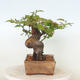 Vonkajšie bonsai - Pseudocydonia sinensis - Kdoloň čínska - 2/4