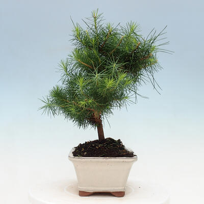 Pokojová bonsai-Pinus halepensis-Borovice alepská - 2
