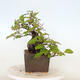 Venkovní  bonsai -  Pseudocydonia sinensis - Kdouloň čínská - 2/4