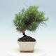 Izbová bonsai-Pinus halepensis-Borovica alepská - 2/4