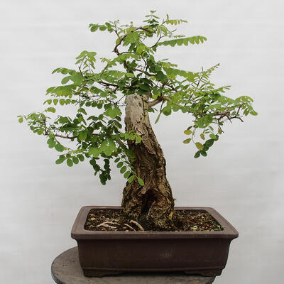Venkovní bonsai - Trnovník  Akát - Robinia pseudoacacia - 2