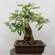 Venkovní bonsai - Trnovník  Akát - Robinia pseudoacacia - 2/6
