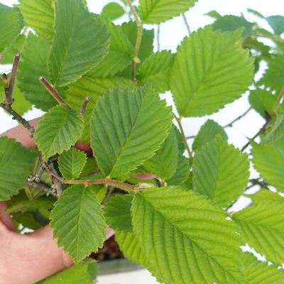 Venkovní bonsai  - Ulmus Glabra - Jilm - 2